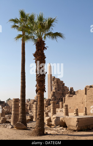 Palme als zentrales Objekt vor Hatshepsuts Obelisken auf dem Tempel des Amun in Karnak, Luxor, Ägypten Stockfoto