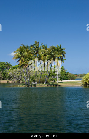 GRUPPE VON PALM BÄUME PALMEN PANDANUS SEE FAIRCHILD TROPICAL BOTANIC GARDEN CORAL GABLES FLORIDA USA Stockfoto