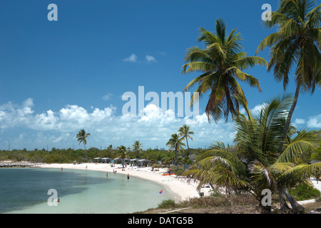 PALM BÄUME CALUSA STRAND BAHIA HONDA STATE PARK BAHIA HONDA KEY FLORIDA USA Stockfoto