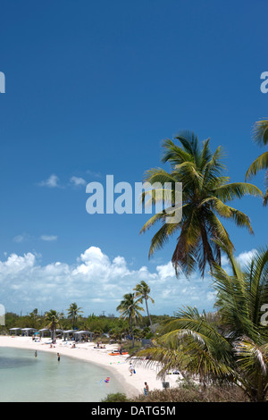 PALM BÄUME CALUSA STRAND BAHIA HONDA STATE PARK BAHIA HONDA KEY FLORIDA USA Stockfoto