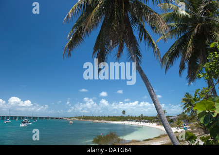 PALM BÄUME CALUSA STRAND BAHIA HONDA STATE PARK BAHIA HONDA KEY FLORIDA USA Stockfoto