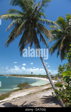 PALM BÄUME CALUSA STRAND BAHIA HONDA STATE PARK BAHIA HONDA KEY FLORIDA USA Stockfoto