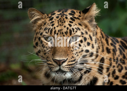 Weibliche Amur Leoparden Blick in Richtung Kamera (Kopfschuss) Stockfoto