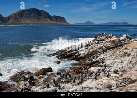 Kolonie von afrikanischen Penguin, Spheniscus Demersus, auf Felsen von Bettys Bay, Kapstadt, Western Cape, Südafrika Stockfoto