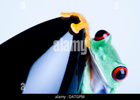 Schwarz-Rakete und grüner Frosch Stockfoto