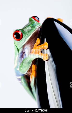 Schwarz-Rakete und grüner Frosch Stockfoto