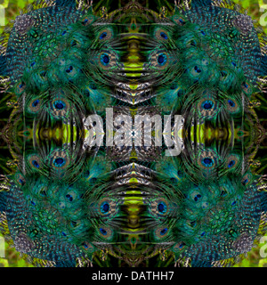 Digital manipuliert, abstrakte quadratisches Bild von einem Pfau resultiert in einem atemberaubenden symmetrische Kaleidoskop von blau und grün Stockfoto