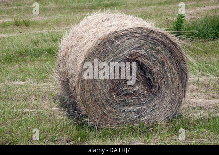 Gerollte Ballen Heu im Osten der USA Stockfoto