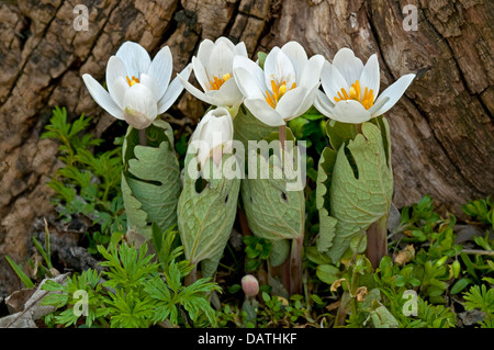 Bloodroot Sanguinaria canadensis blüht Frühlingsharthölzer Ost-USA, von Skip Moody/Dembinsky Photo Assoc Stockfoto