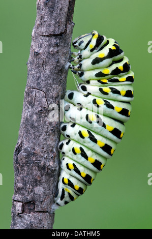 Pre-Puppe Phase E schwarz Schwalbenschwanz Schmetterling Papilio Polyxenes E USA Stockfoto