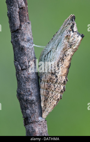 Chrysalis E schwarz Schwalbenschwanz Schmetterling Papilio Polyxenes E USA, späten Stadium Stockfoto