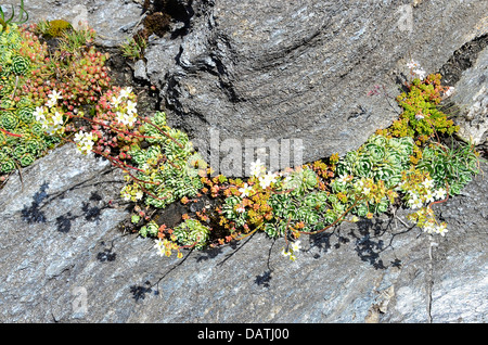 Eine schöne Anordnung der Weiße Fetthenne Runde ein wenig Rock im Fex Tal, Schweiz. Stockfoto