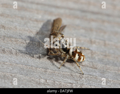 Zebra Spinne töten und ernähren sich von einer Köcherfliegenart Stockfoto