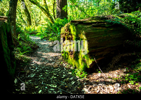 Moosigen Trail und gefallenen Mammutbaum auf hohen Bäumen Grove Trail im Prairie Creek Redwoods State Park, Orick, Kalifornien Stockfoto