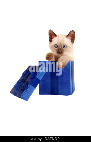 Siam Kätzchen in einer Geschenkbox geliefert Stockfoto