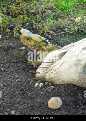 Foto von Tuatara (Sphenodon Punctatus) Leben im Southland Museum, Invercargill, Neuseeland. Stockfoto