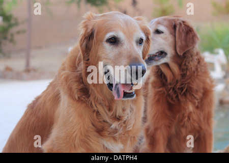 Ältere männliche und weibliche golden Retriever sitzend und keuchend am Pool in Las Vegas, NV Stockfoto