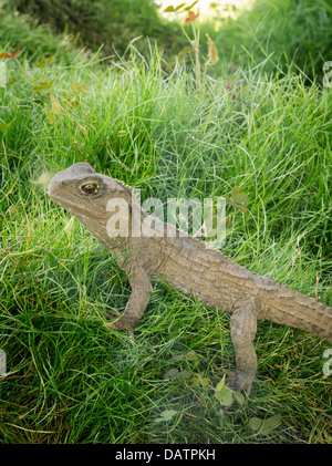 Foto von Tuatara (Sphenodon Punctatus) Leben im Southland Museum, Invercargill, Neuseeland. Stockfoto