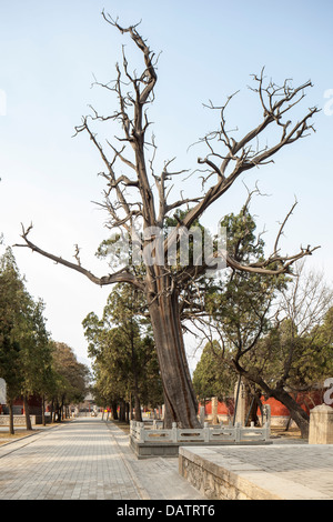 Dai-Tempel in China Taishan alte Gebäude war herrlich Stockfoto