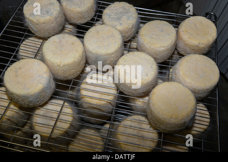 Käser Daniel Mounier preisgekrönten Ziegen Käse. Ferme des Blancs Chardons. Dunieres, Haute-Loire Auvergne Stockfoto