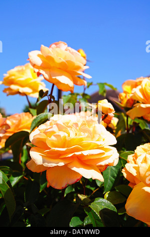 Pfirsich farbigen englischen Rosen in voller Blüte, England, West-Europa. Stockfoto