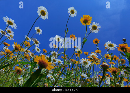 Mais Ringelblume Chrysanthemum Segetum und Oxeye Daises Stockfoto