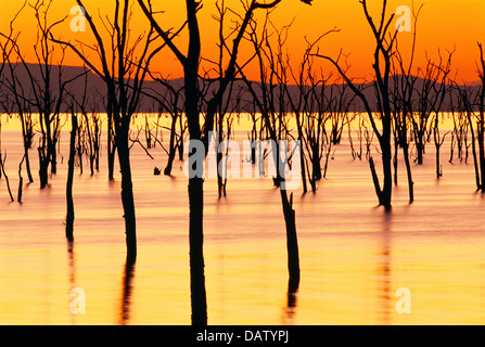 Sonnenuntergang über Lake Kariba mit toten Bäumen Silhouette gegen He orange Himmel, Simbabwe Stockfoto