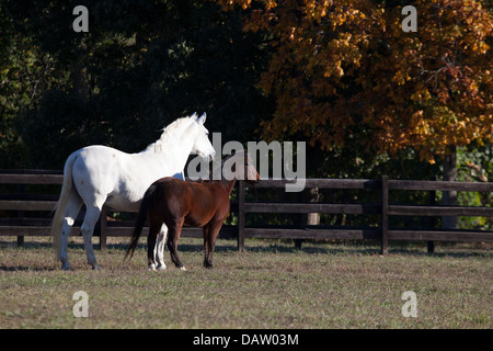 Graue Andalusier und Bucht Pony im Fahrerlager Stockfoto