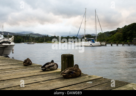 Einige Stockente Enten schlafen auf einem Holzsteg im Vordergrund mit einem anderen Pier einige Yachten und Hügeln in der Ferne. Stockfoto