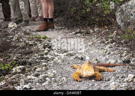 Fuß von Touristen, die auf einem Wanderweg einen Land Iguana (Conolophus subcristatus) auf den Galapagos Inseln beobachten Stockfoto