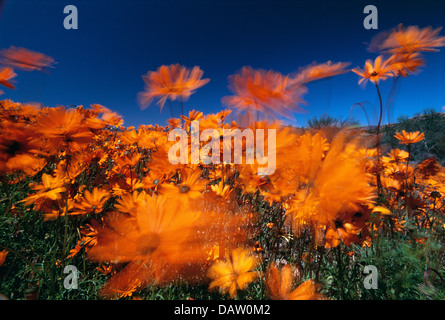 Gänseblümchen im Wind in Namaqualand, Südafrika Stockfoto