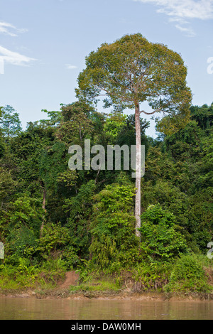 Aufstrebender Baum, der sich über den Baumkronen des Uferwaldes entlang des Kinabatangan River erhebt Stockfoto