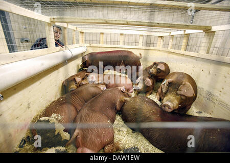 Schweine sind bei der tierärztlichen Grenzkontrolle des internationalen Flughafens Frankfurt am Main, Deutschland, Donnerstag, 1. Februar 2007 gefüttert. Foto: Frank Mai Stockfoto