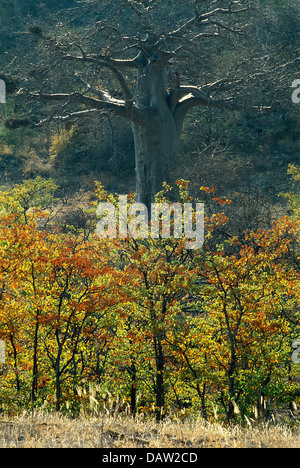 Eine Winterlandschaft mit einem Baobab-Baum und Mopane Bäume in Mapungubwe National Park, Südafrika. Stockfoto