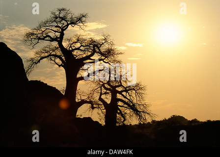 Silhouette der beiden Baobab-Bäume in Mapungubwe National Park, Südafrika. Stockfoto