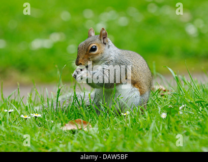 Graue Eichhörnchen - Sciurus Carolinensis ernähren sich von Daisy Rasengras Stockfoto