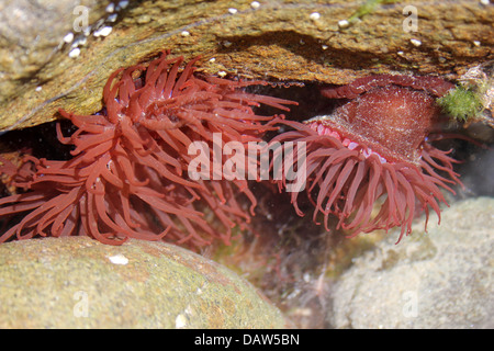 Mikrokügelchen Anemone Actinia Equina im Rock-pool Stockfoto