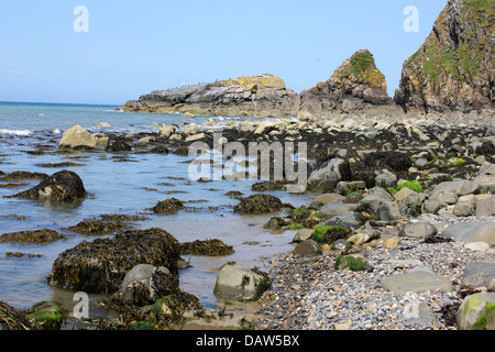 Vögel Rock "Craig yr Adar" Llyn Halbinsel, Wales Stockfoto