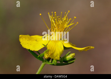 Perforieren Sie St-Johanniskraut - Hypericum perforatum Stockfoto