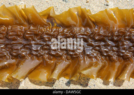 Meer Gürtel Saccharina latissima Stockfoto