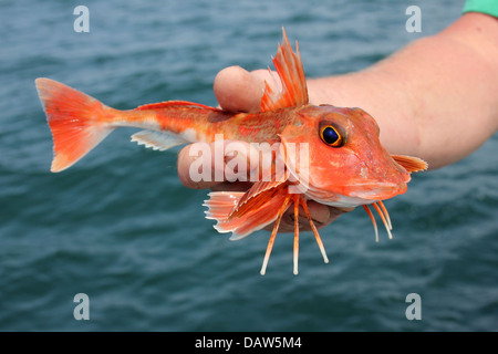 Roter Knurrhahn Aspitrigla cuculus Stockfoto