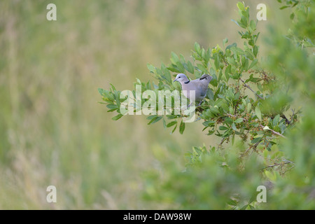 Ring-necked Taube - Kap Turteltaube (Streptopelia Capicola) thront auf einem Strauch Beobachtungsprogramm Sanctuary - Kenia - Ost-Afrika Stockfoto