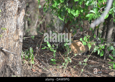 Gemeinsamen Duiker - grau Duiker - Bush Duiker (Sylvicapra Grimmia) ruhen im Schatten eines Busches Konkombouri - Burkina Faso Stockfoto