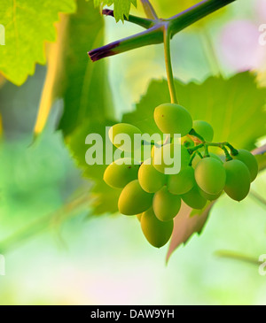 unreifen Trauben im Weinberg in natürlichen Hintergrund schießen Stockfoto