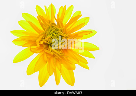 Rudbeckia Laciniata auf weißem Hintergrund, isoliert Stockfoto