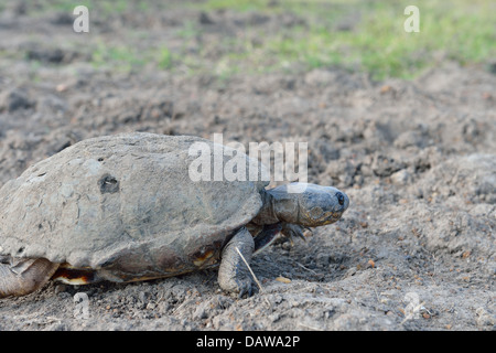 Gemeinsamen afrikanischen behelmter Turtle - Marsh Terrapin - Krokodil Schildkröte (Pelomedusa Subrufa) auf dem Weg zwischen zwei Pfützen Stockfoto