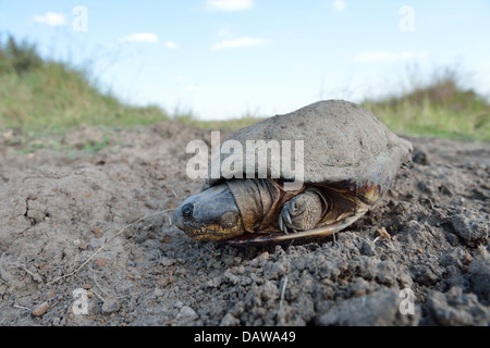 Gemeinsamen afrikanischen behelmter Turtle - Marsh Terrapin - Krokodil Schildkröte (Pelomedusa Subrufa) auf dem Weg zwischen zwei Pfützen Stockfoto