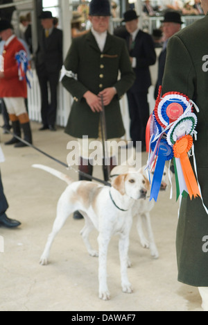 Rosetten auf einem Jagdarm, der seine Fuchshunde gezeigt hat. Jagdfest. Peterborough Royal Foxhound Show Society. Peterborough England 2013 2010er Jahre Großbritannien. HOMER SYKES Stockfoto