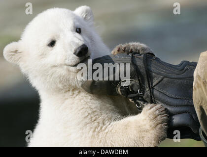 Polar Bear Cub "Knut" spielt mit seinem Halter Thomas Doerflein Boot in den zoologischen Gärten in Berlin, Deutschland, Montag, 30. April 2007. Tausende von Besuchern stieg auf Berliner Zoo in den letzten Tagen für einen Einblick in Knut, der Deutschlands neueste Medienstar geworden ist. Warteschlangen von bis zu 300 Meter lang außerhalb des Zoos zu sehen wie Menschen eine Chance zu sehen, die flauschige weiße warten Stockfoto