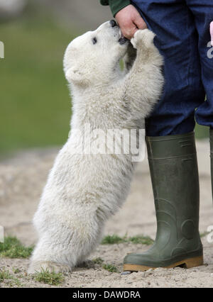 Polar Bear Cub "Knut" spielt mit seinem Halter im Zoo Berlin, Deutschland, Dienstag, 3. April 2007. Das vier Monate alte junge verursacht eine Knutmania zieht Tausende von Besuchern pro Tag. Foto: Peer Grimm Stockfoto